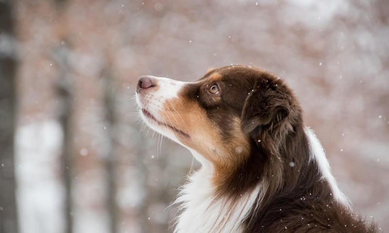狗狗毛发护理全攻略：从饮食到日常打理，让狗狗毛发亮丽如丝