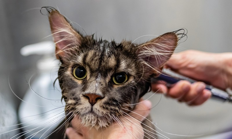 猫咪换粮攻略：平稳过渡，守护猫咪肠胃健康