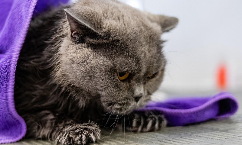 狗狗毛发护理全攻略：让狗狗毛发光泽亮丽