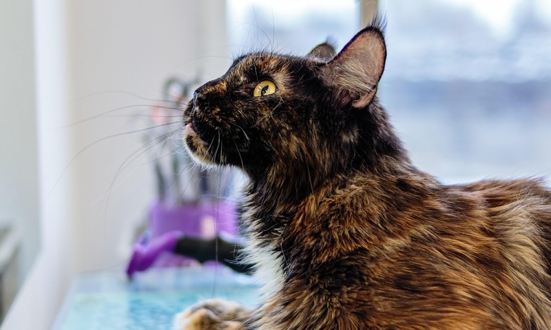 猫咪换粮攻略：轻松过渡，呵护爱宠肠胃健康