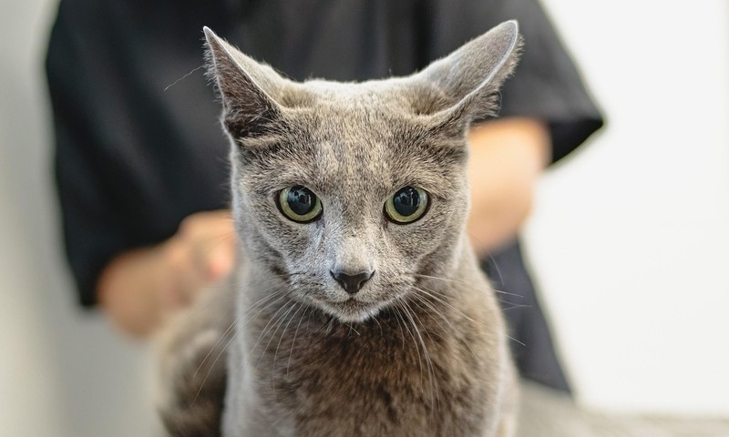 狗狗皮肤问题：识别、预防和护理全解析