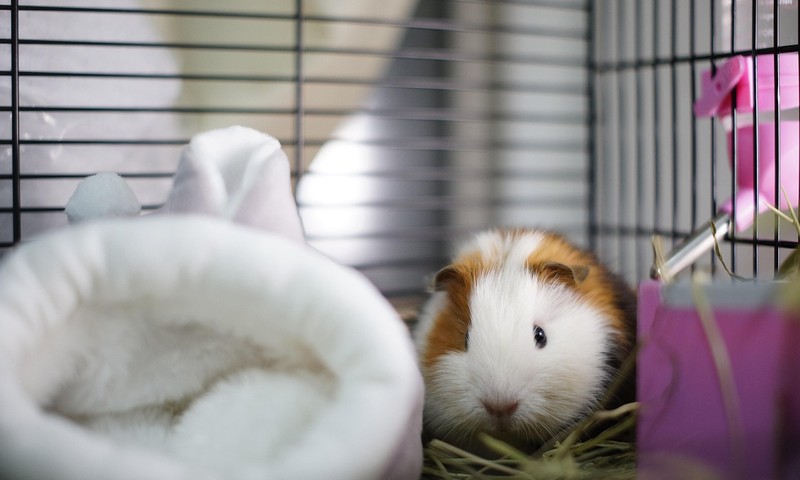 猫咪肠胃调理：常见问题及科学护理方法