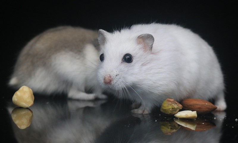 狗狗常见肠胃问题解析与养护指南