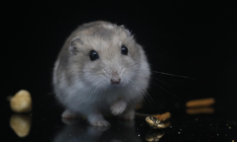 博美犬：小巧可爱的守护者