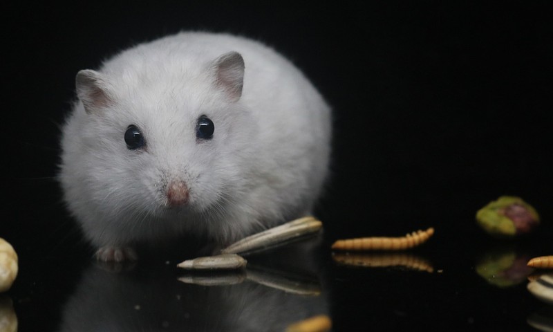 猫咪换粮攻略：轻松过渡，呵护爱宠肠胃健康