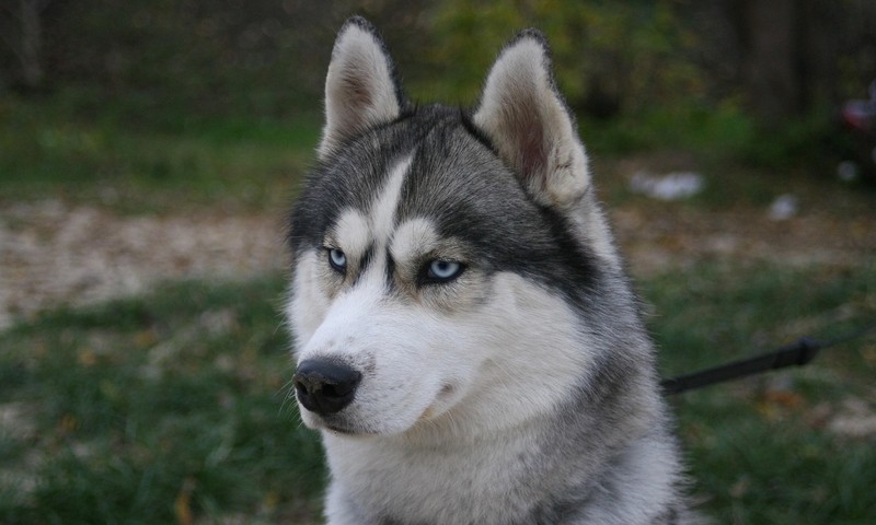 猫咪皮肤瘙痒：原因、预防与护理