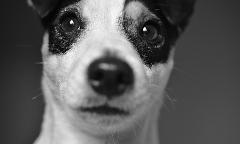 猫咪常见皮肤问题及预防措施