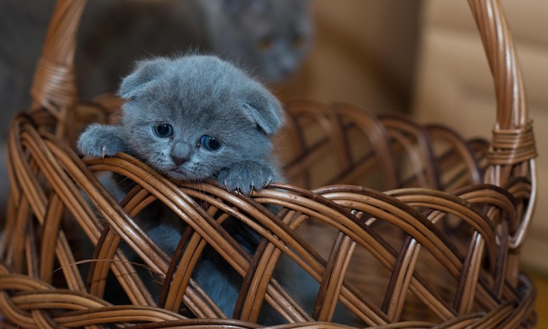 狗狗毛发护理全攻略：让狗狗毛发亮丽如丝