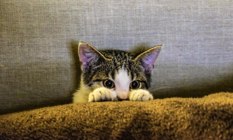 猫咪中的贵族：英国短毛猫的品种特点与养护指南