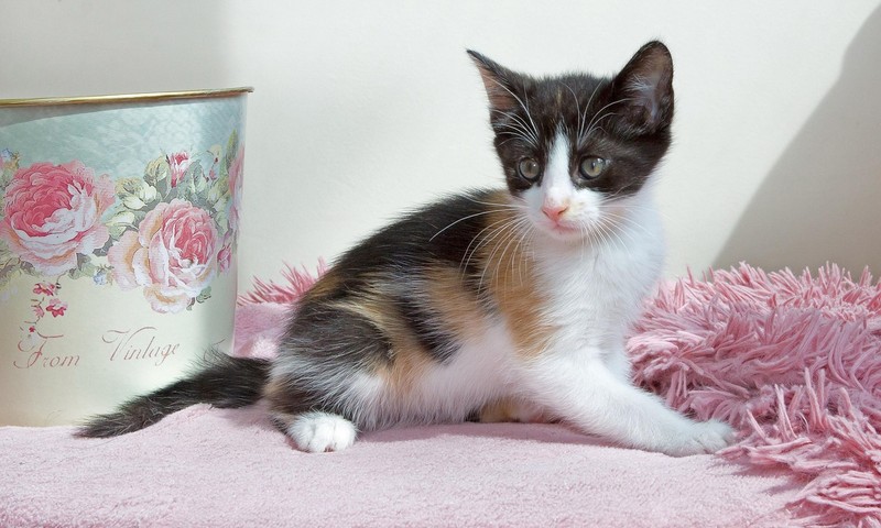 狗狗皮肤问题的诊断与治疗指南