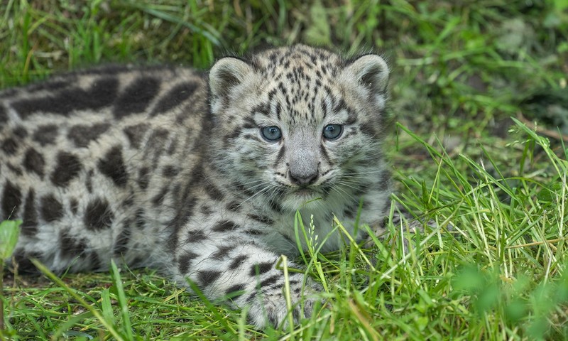 狗狗毛发护理全攻略：从饮食到日常打理，让狗狗毛发亮丽如丝
