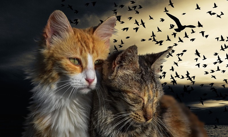 狗狗皮肤瘙痒：症状、原因及应对措施