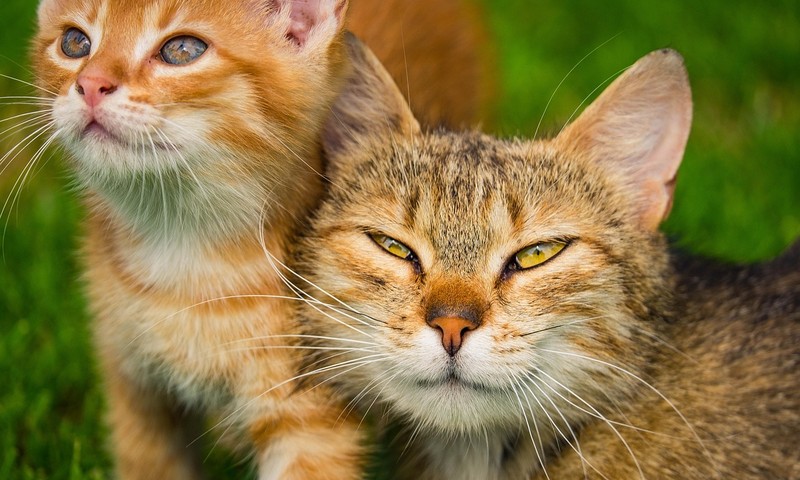 狗狗品种大揭秘：金毛寻回犬的忠诚与智慧