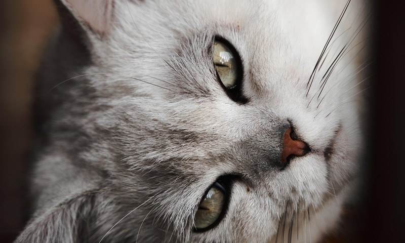 忠诚守护者——德国牧羊犬的品种特点与饲养技巧