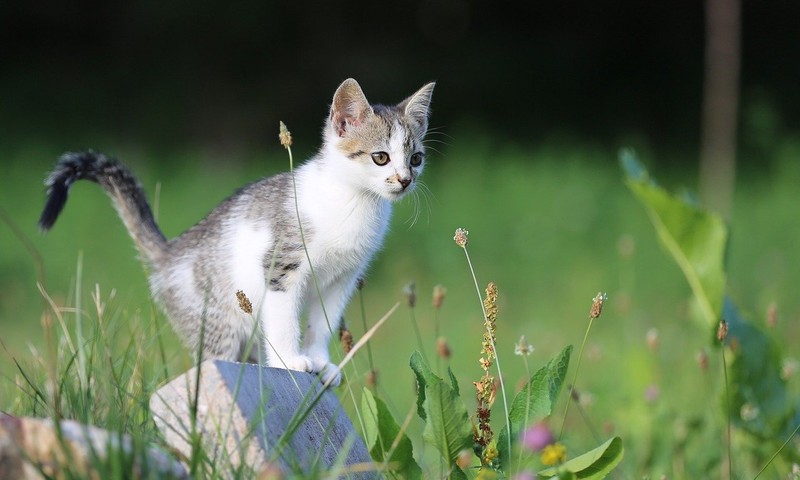 猫咪换粮攻略：轻松过渡，呵护爱宠肠胃健康