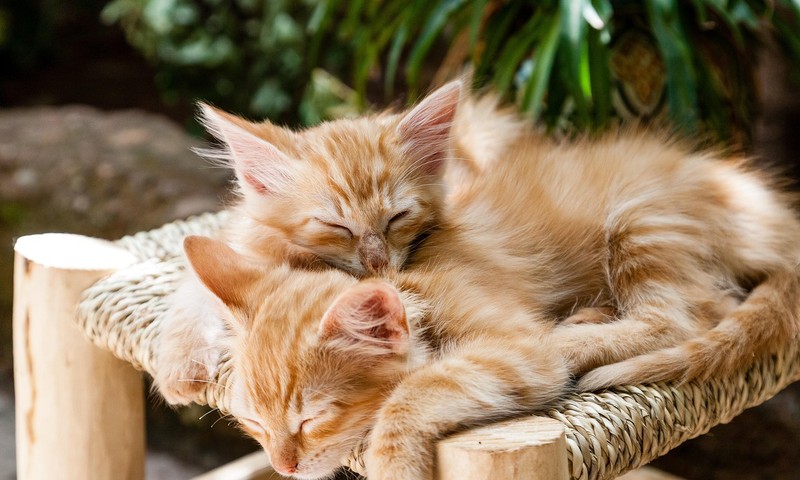 猫咪肠胃不适的早期识别与调理