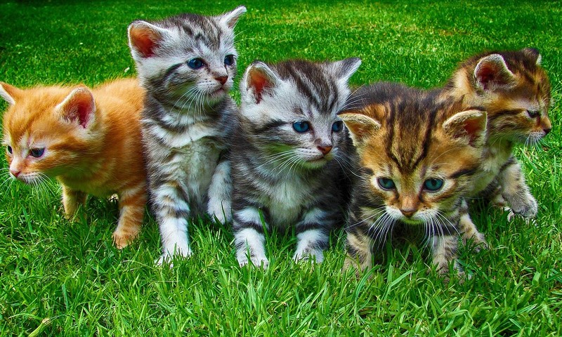 猫咪肠胃不适的常见症状与调理方法