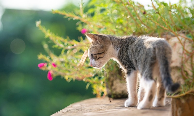 猫界小精灵——暹罗猫的起源与特点
