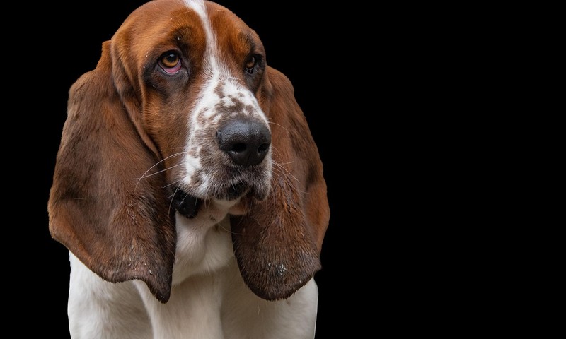 猫咪换粮攻略：如何让猫咪顺利适应新粮？