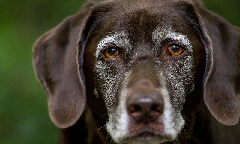 金毛寻回犬：忠诚友好的家庭伴侣