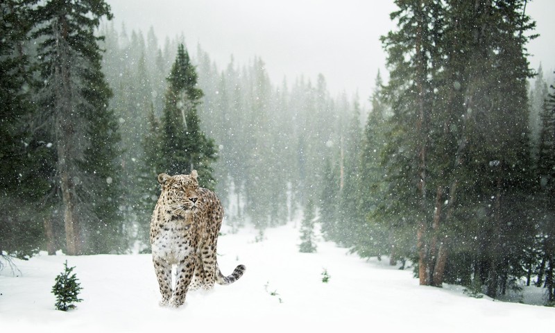 狗狗毛发护理全攻略：从日常护理到洗澡技巧