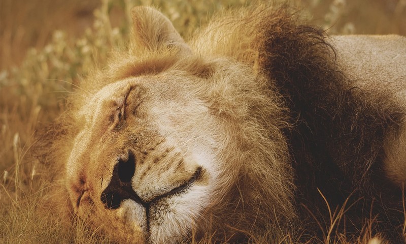 金毛寻回犬：忠诚友善的陪伴者