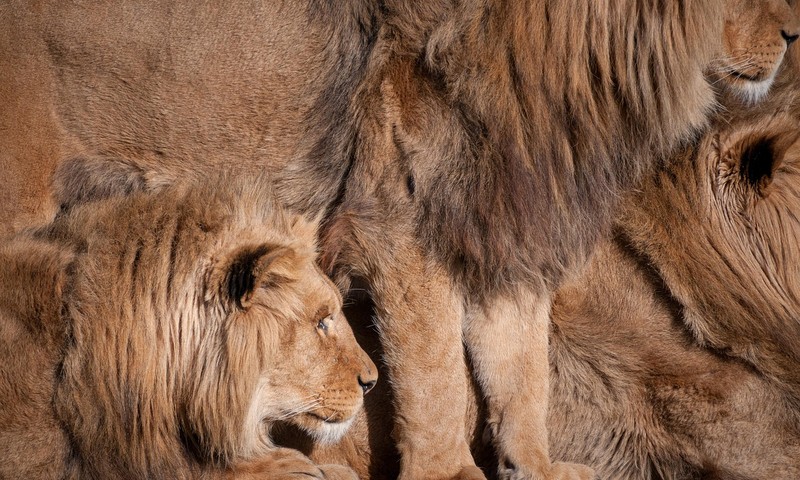 狗狗毛发护理全攻略：让你的狗狗拥有柔顺亮丽的毛发