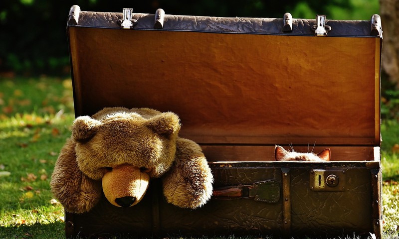 猫咪皮肤瘙痒症：识别症状，预防护理