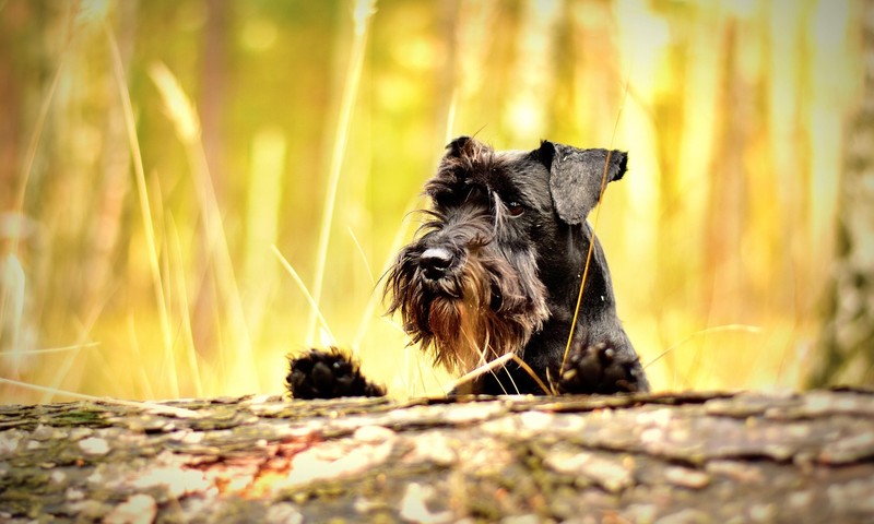 猫咪常见肠胃问题及预防措施
