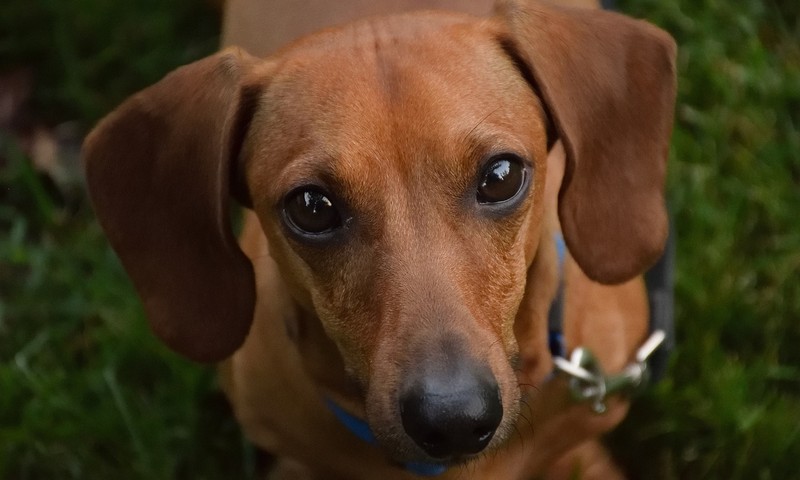 波斯猫：优雅贵族的温柔呵护