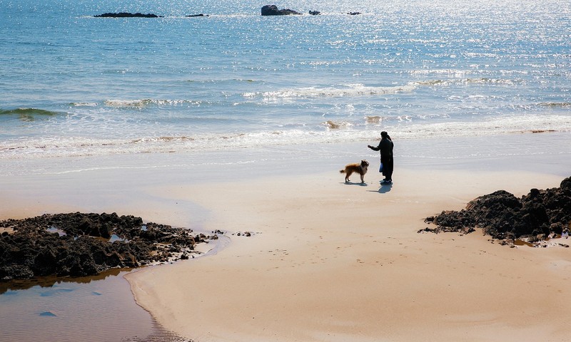 狗狗毛发护理全攻略：从洗护到梳理，让狗狗毛发亮丽如丝
