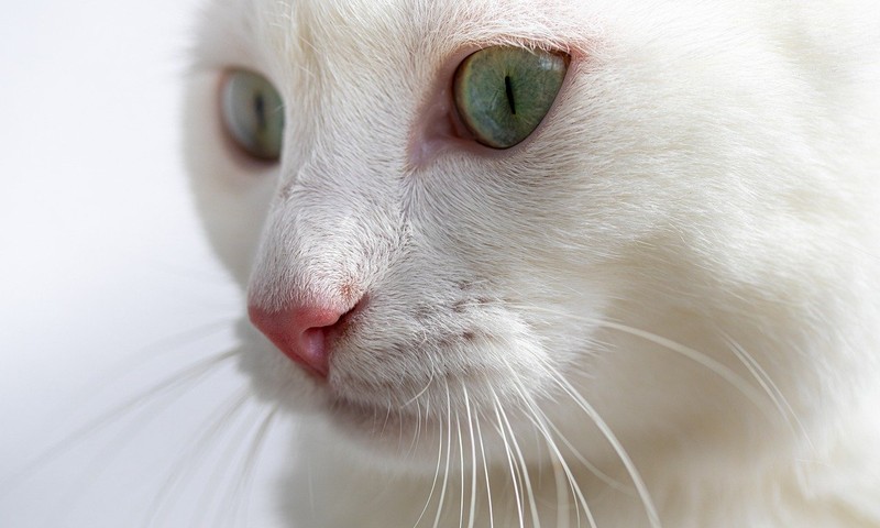 猫咪常见肠胃问题及预防措施