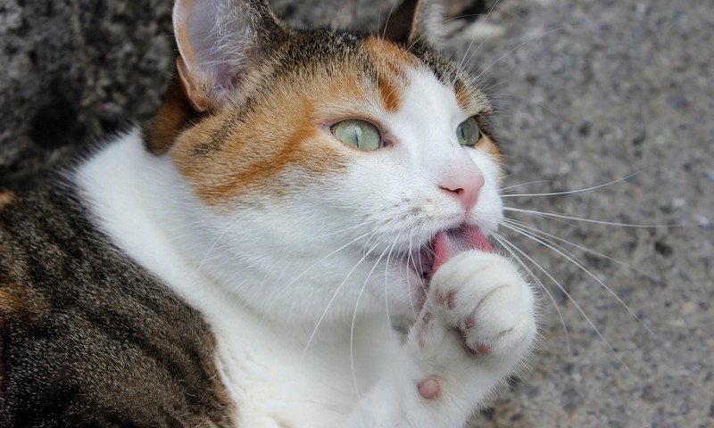 狗狗毛发护理全攻略：从日常护理到洗澡技巧