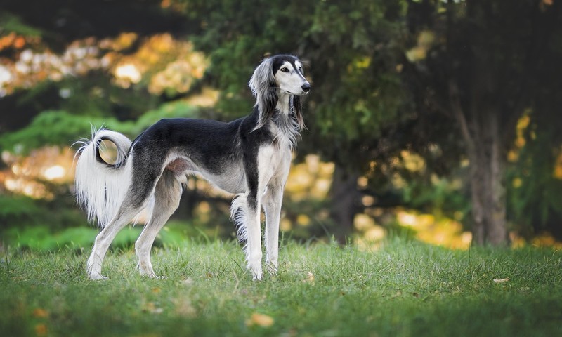 猫咪换粮攻略：轻松过渡，呵护爱猫肠胃健康
