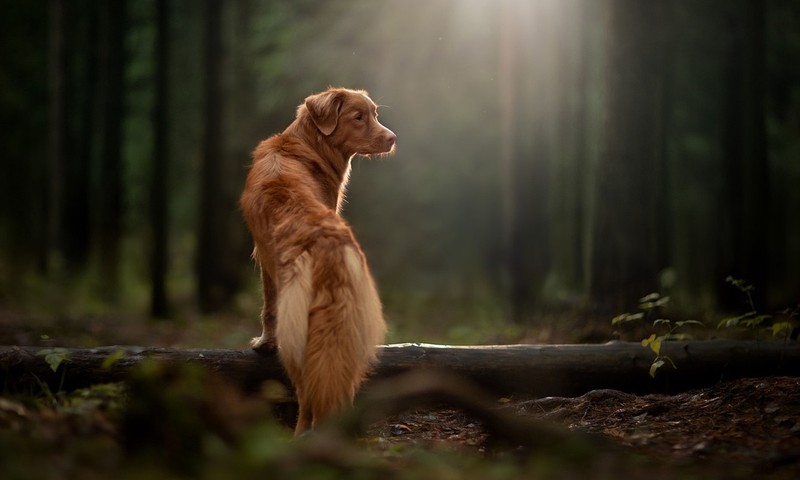 宠物肠胃调理：从饮食到日常护理