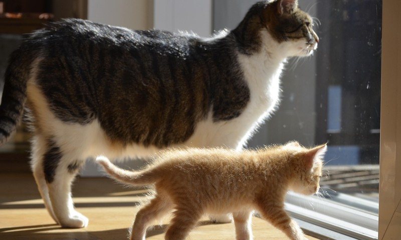 猫咪常见皮肤问题及预防措施