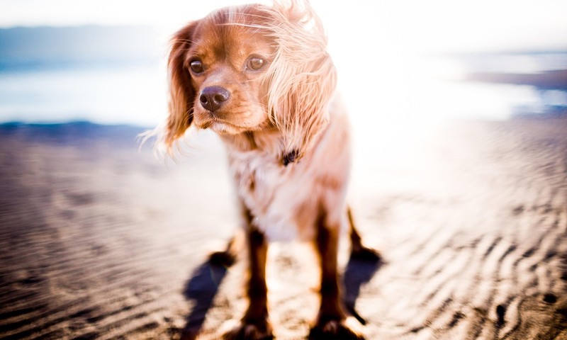 猫咪界的“优雅舞者”——波斯猫的品种特点与养护指南