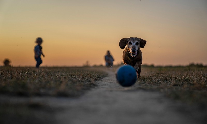 猫咪换粮攻略：平稳过渡，呵护爱猫肠胃健康