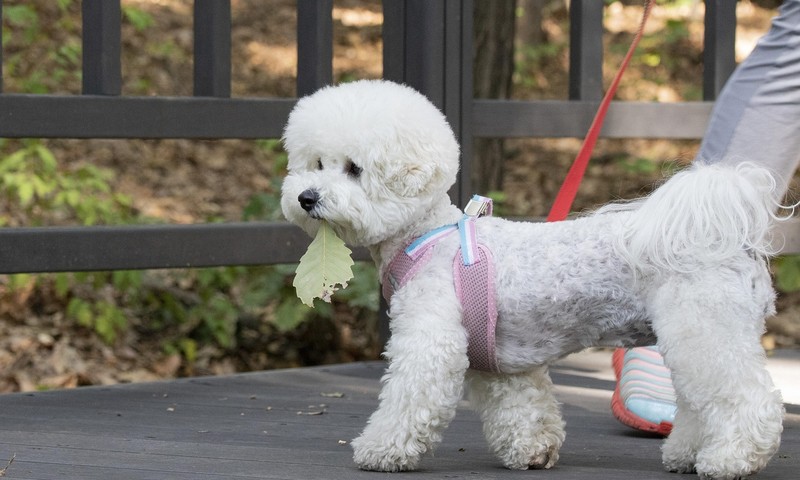 狗狗毛发护理全攻略：让你的狗狗毛发亮丽如丝