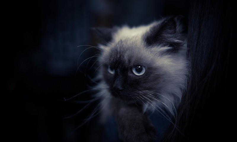 忠诚守护者：德国牧羊犬的品种特点与养护指南