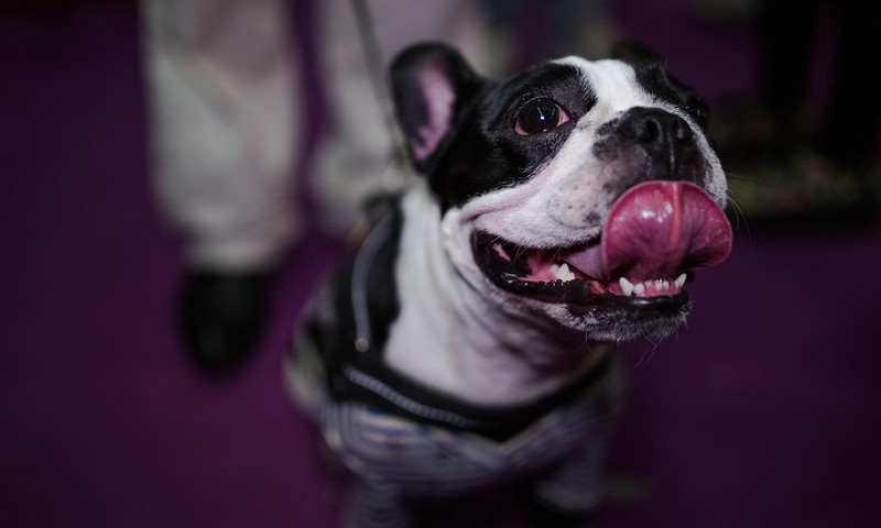 金毛寻回犬：忠诚守护的暖男伴侣