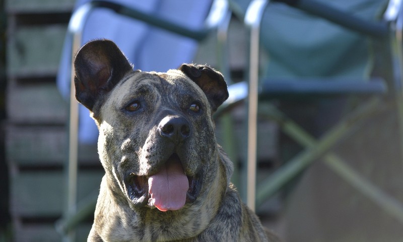 猫咪皮肤问题的诊断与护理