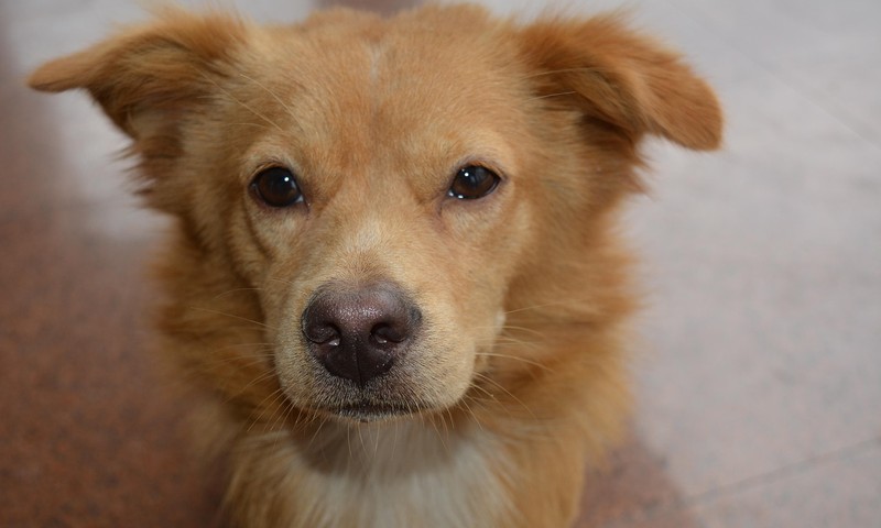 金毛寻回犬：忠诚与友善的守护者