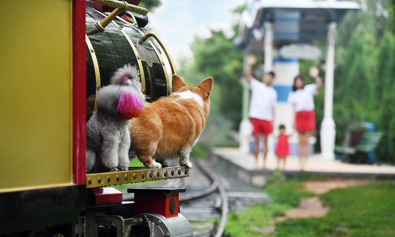 狗狗肠胃不适的信号与应对指南