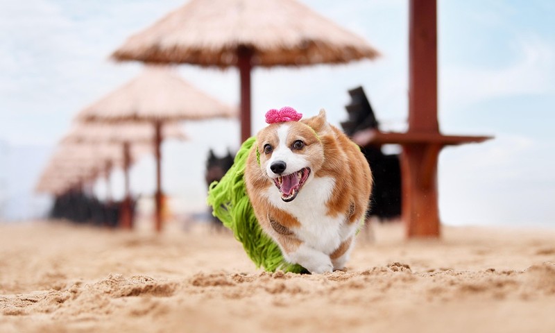 狗狗毛发护理全攻略：从日常护理到专业打理