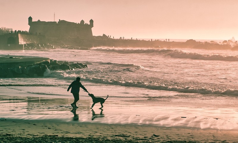 狗狗毛发护理指南：让狗狗毛发亮丽如丝