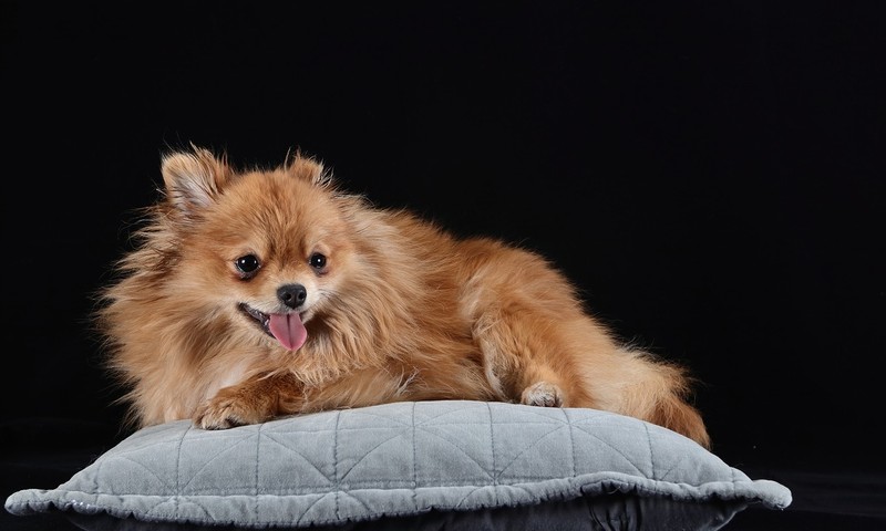 狗狗毛发护理全攻略：保持毛发亮丽，展现狗狗风采