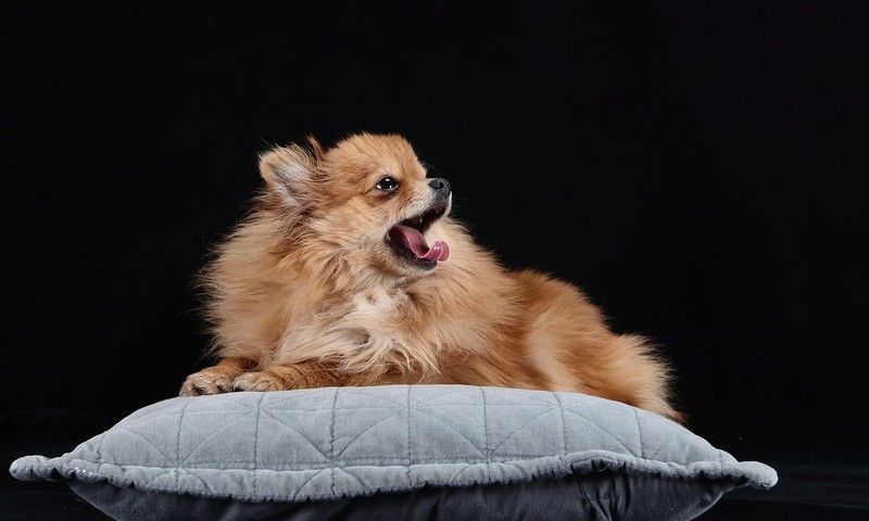 宠物常见皮肤问题的识别与预防