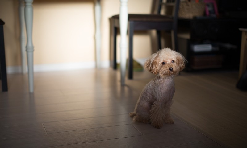忠诚伙伴的典范——金毛寻回犬的品种特点与饲养技巧