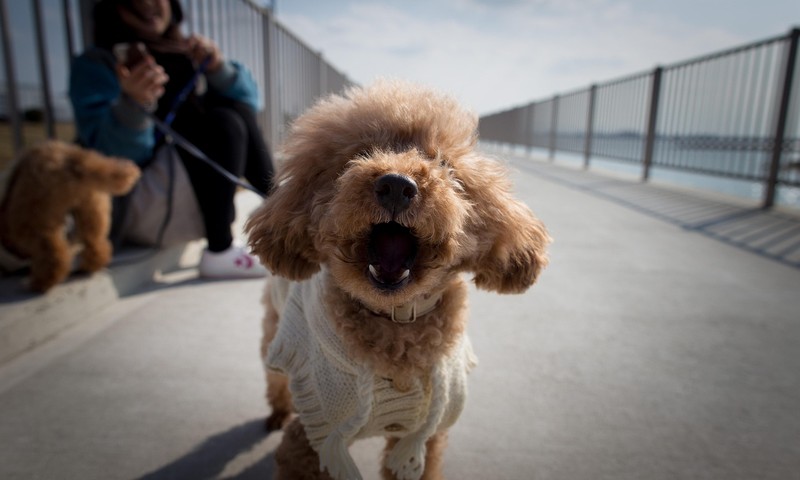 狗狗肠胃不适的常见症状与预防措施